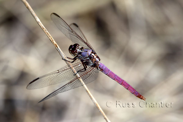 Roseate Skimmer © Russ Chantler